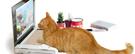 نگاهی به خانه های مقوایی گربه ها به شکل تانک و هواپیما