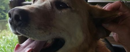 با Dew آشنا شوید؛ سگی که دوست دارد هر روز به گردش رفته و با افراد جدیدی دوست شود