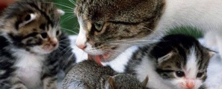 وقتی گربه مادر سرپرستی یک بچه سنجاب را به عهده می گیرد [تماشا کنید]