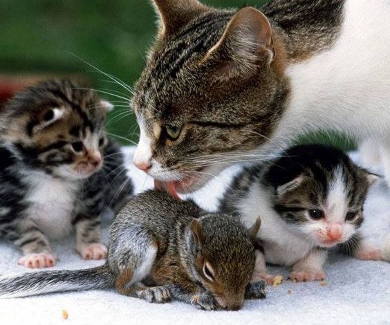 وقتی گربه مادر سرپرستی یک بچه سنجاب را به عهده می گیرد [تماشا کنید]