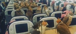 آنچه دیگران را متعجب کرده؛ شاهزاده سعودی و رزرو کل هواپیما برای انتقال ۸۰ پرنده