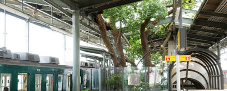 ایستگاه قطاری در ژاپن که یک درخت ۷۰۰ ساله در خود دارد