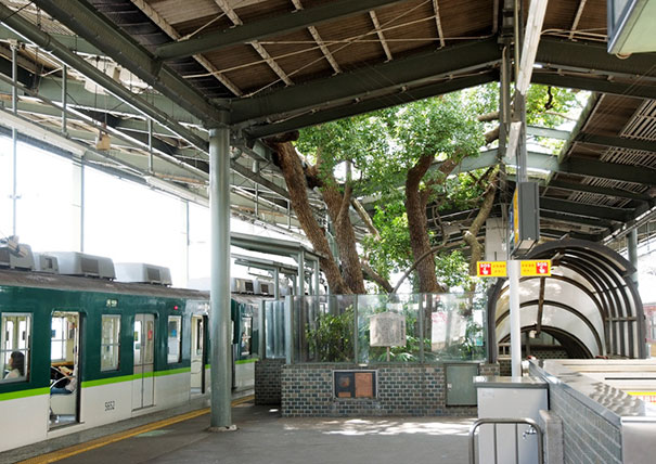 ایستگاه قطاری در ژاپن که یک درخت ۷۰۰ ساله در خود دارد