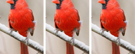 چالش؛ آیا می توانید اختلاف های کوچک این تصاویر را پیدا کنید؟