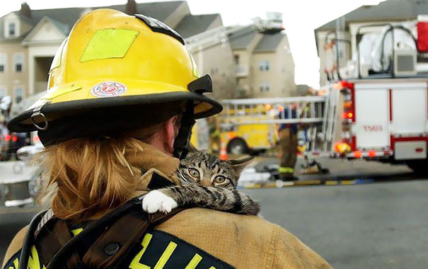 گربه ای که در آغوش امدادگر خود آرام گرفته