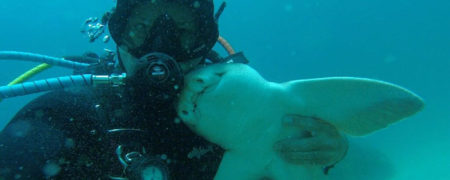 عجیب و باور نکردنی؛ دوستی جالب و شگفت انگیز غواص استرالیایی با یک کوسه