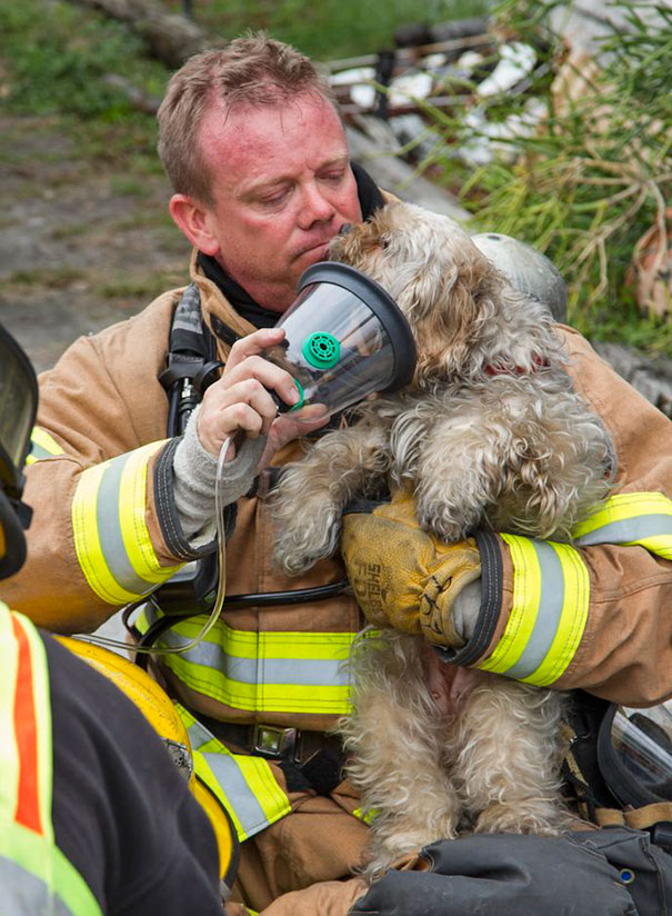 گذاشتن ماسک اکسیژن برای سگی که از حادثه آتش سوزی در خانه صاحب خود نجات یافته