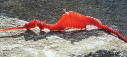 کشف نمونه ای دیگر از اژدهای دریایی در آب های استرالیا