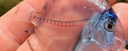 عجایب خلقت؛ نگاهی به ۱۰ نمونه از جاندارانی که بدنی شفاف و بسیار عجیب دارند