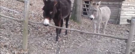 خر باهوشی که با روشی بسیار عالی از حصار عبور می کند [تماشا کنید]