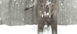 بارش برف در ارگان ایالات متحده و شادی بی اندازه جالب حیوانات باغ وحش این منطقه [تماشا کنید]