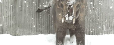 بارش برف در ارگان ایالات متحده و شادی بی اندازه جالب حیوانات باغ وحش این منطقه [تماشا کنید]