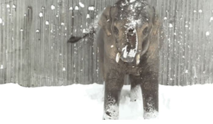 بارش برف در ارگان ایالات متحده و شادی بی اندازه جالب حیوانات باغ وحش این منطقه [تماشا کنید]