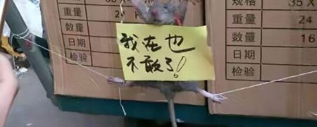 اتفاق های جالب دنیای مجازی؛ آویختن تابلوی تفهیم اتهام از گردن موش سارق