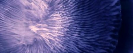 واکنش زیبای ترکیب مواد مختلف با یکدیگر در زیر میکروسکوپ [تماشا کنید]