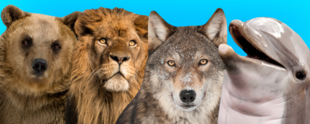 ۴ حیوانی که الگوهای خواب انسان ها را مشخص می کنند؛ شما در کدام دسته بندی قرار می گیرید؟ [اینفوگرافیک]