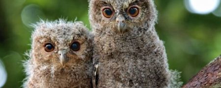 رفتارهای بامزه جغدها و واکنش های خنده دار آنها به مسائل مختلف [تماشا کنید]