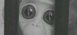 فیلم کوتاه؛ تلاش جالب و احساسی یک میمون آزمایشگاهی برای سفر به فضا [تماشا کنید]