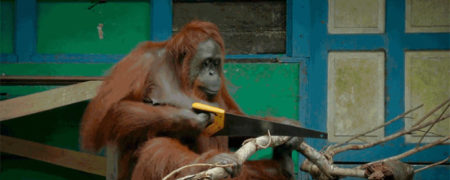 حیوانی باهوش و بامزه؛ میمونی که برش چوب درختان توسط اره را یاد گرفته است [تماشا کنید]