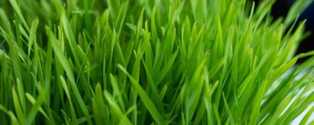 آموزش تصویری کاشت سبزه گندم برای سفره هفت سین