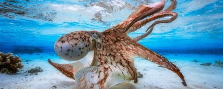 تصاویری شگفت انگیز از دنیای زیر آب که هر بیننده ای را متحیر خواهند کرد