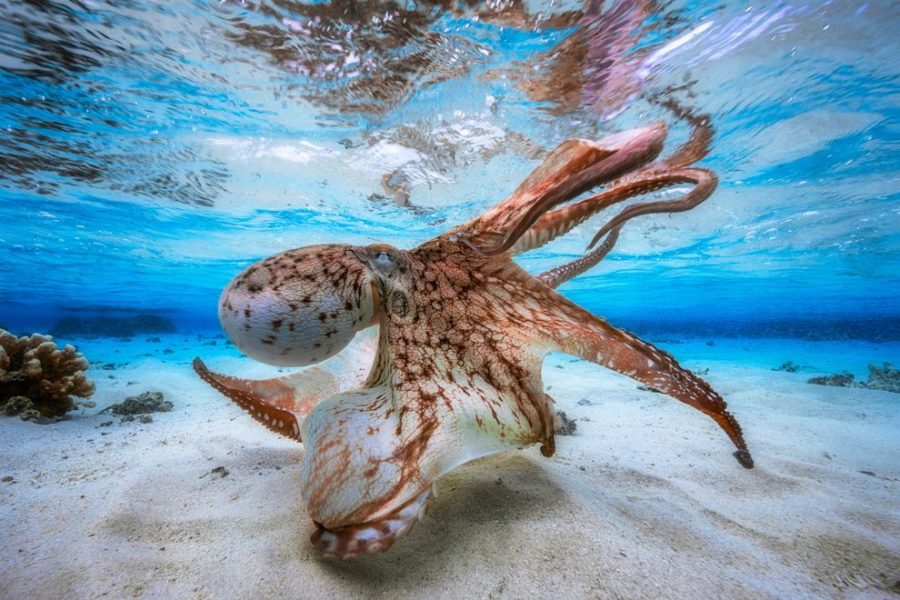 تصاویری شگفت انگیز از دنیای زیر آب که هر بیننده ای را متحیر خواهند کرد