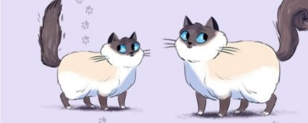 راهنمای جامع برای درک حرکات و رفتارهای گربه ها [اینفوگرافیک]