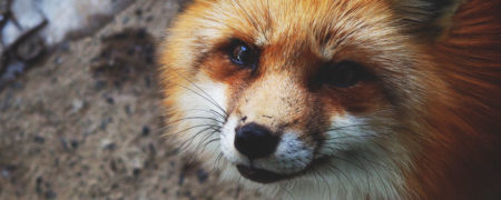 نگاهی به گوشه هایی از «دهکده روباه»ها در کشور ژاپن [تماشا کنید]