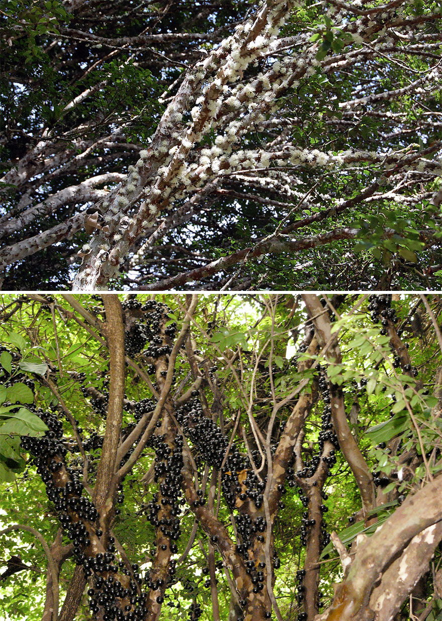 انگور برزیلی (جابوتیکابا)