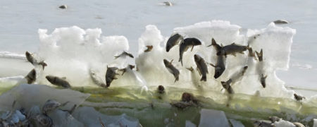 نگاهی به تصاویر حیواناتی که به طرز غیرقابل باوری یخ زده اند