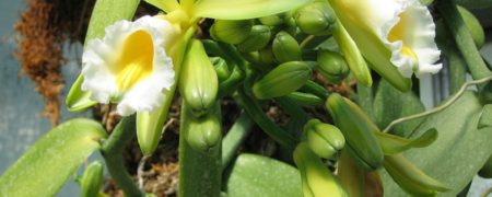 ۱۵ میوه و سبزیجاتی که احتمالا تاکنون نمی دانستید اینگونه رشد می کنند [قسمت دوم]