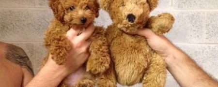 ۱۵ تصویر بسیار جالب که شباهت های خنده دار را نشان می دهند