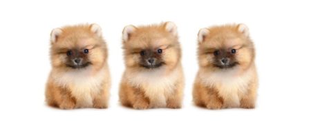 چالش: آیا می توانید بگویید کدام حیوان با بقیه فرق دارد؟