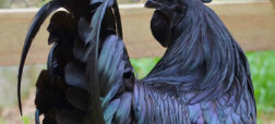 خروس نادر و عجیبی که سر تا پایش سیاه رنگ است