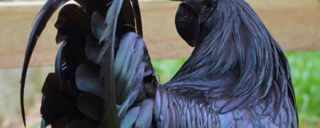 خروس نادر و عجیبی که سر تا پایش سیاه رنگ است