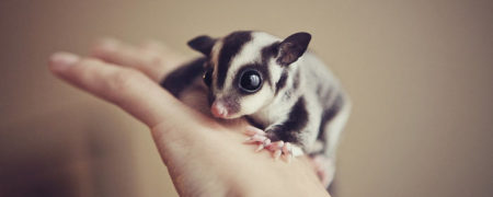 مجموعه تصاویر جالب و دیدنی که «شوگر گلایدرهای» بامزه را نشان می دهند