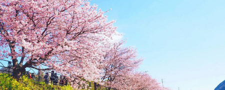 تصاویری زیبا و شگفت انگیز از جشن شکوفه های گیلاس در کشور ژاپن