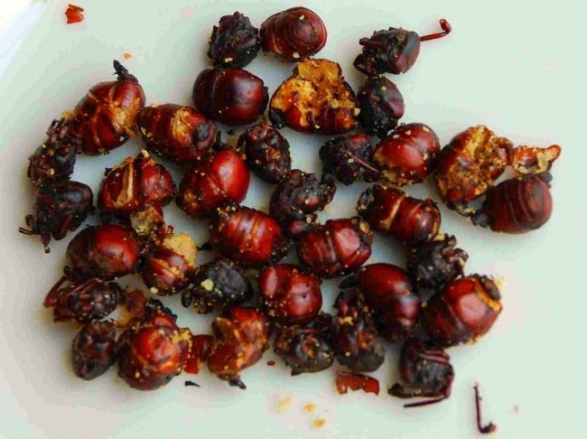 مورچه های سرخ شده که به نام هورمیجا کالونا معروف هستند، جایگزین پاپ کورن در سینماهای کلمبیاست. خوردن این خوراکی بسیار عجیب و غریب در سینماهای این کشور بسیار مرسوم است و طعم آن را به بیکن تشبیه می کنند. 