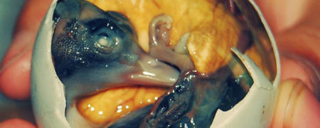 با روش های مختلف سرو تخم مرغ در کشورهای مختلف آشنا شوید