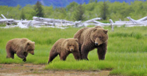 Alaska-Grizzlies-Kodiak-Katmai-4-bears-w900-h600