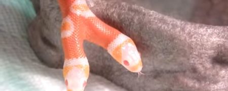 ویدئویی بسیار جالب که یک مار دو سر را به تصویر می کشد [تماشا کنید]