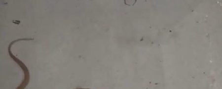 جدال دیدنی عنکبوت پشت قرمز و مار قهوه ای در کشور استرالیا [تماشا کنید]