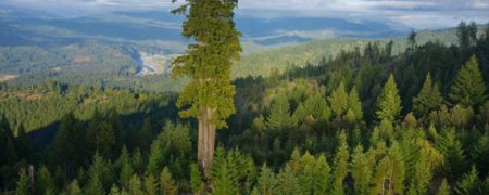 با «هیپریون» آشنا شوید؛ بلندترین درخت زنده زمین که نزدیک به ۱۲۰ متر ارتفاع دارد