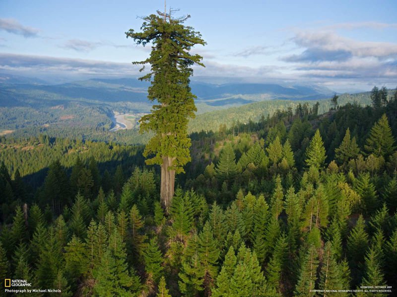 با «هیپریون» آشنا شوید؛ بلندترین درخت زنده زمین که نزدیک به ۱۲۰ متر ارتفاع دارد