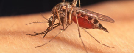 چرا پشه ها برخی از افراد را بیشتر از دیگران نیش می زنند؟ [تماشا کنید-زیرنویس فارسی]