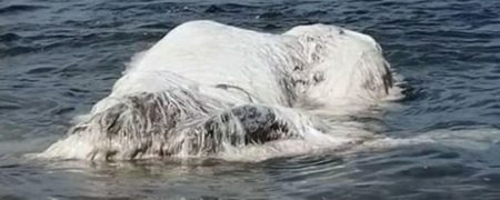 هیولای دریایی واقعی؛ کشف مخلوقی عجیب و ۶ متری در یکی از سواحل کشور فلیپین