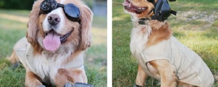 لباس نظامی ویژه ای که برای سگ های ارتش آمریکا در افغانستان طراحی شده