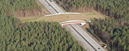 پل ها و تونل های خلاقانه و جالبی که در نقاط مختلف دنیا برای عبور حیوانات ساخته شده اند