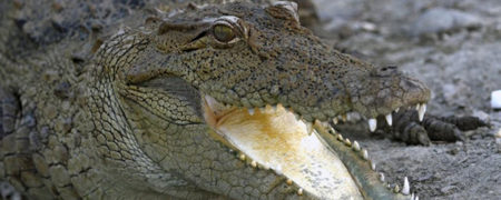 سفر به چابهار؛ از جنگل های حرا تا تمساح پوزه کوتاه [قسمت دوم]