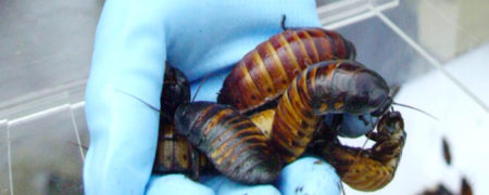 پزشکان هندی از درون جمجمه زنی ۴۲ ساله یک سوسک زنده خارج کردند